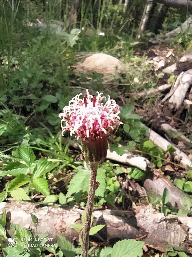 Homogyne alpina flower