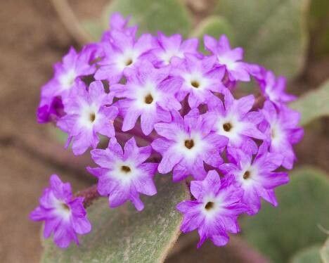 Abronia pogonantha flower