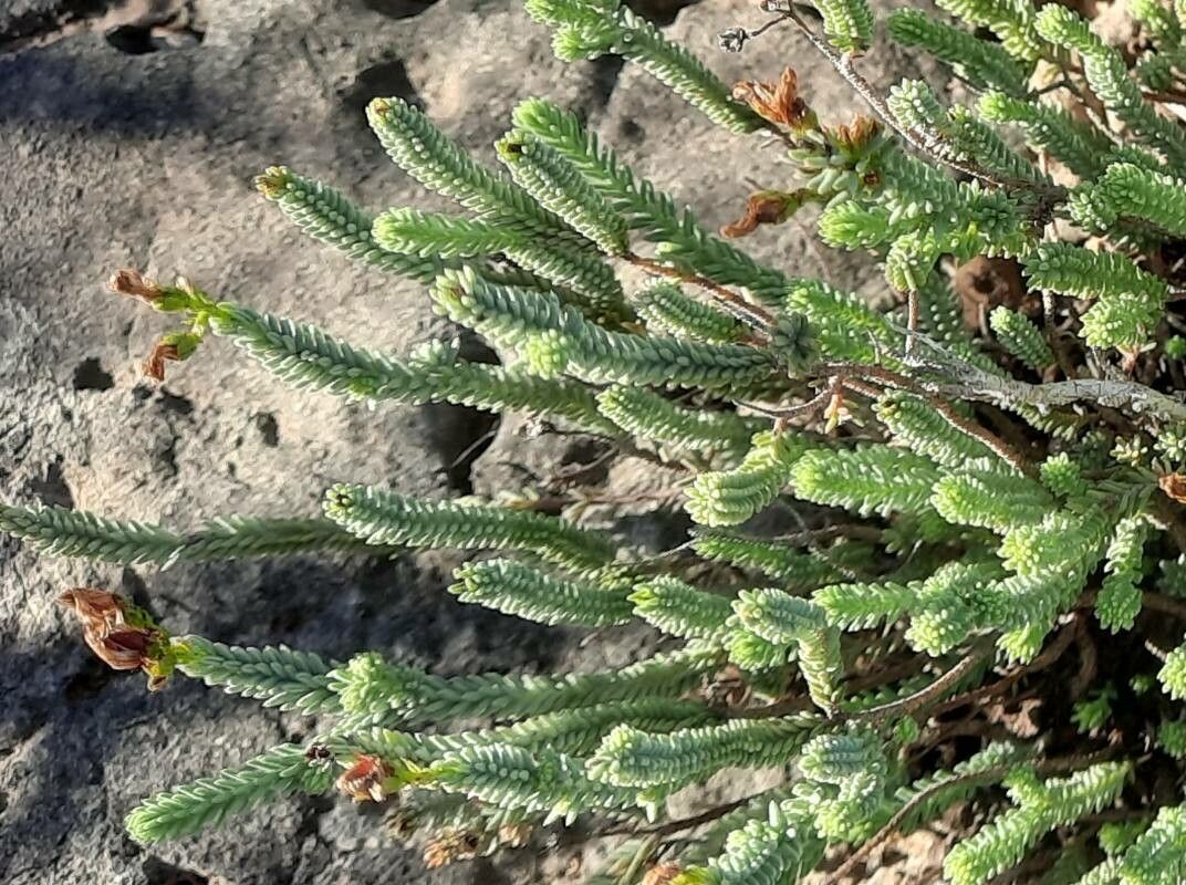 Hypericum ericoides leaf