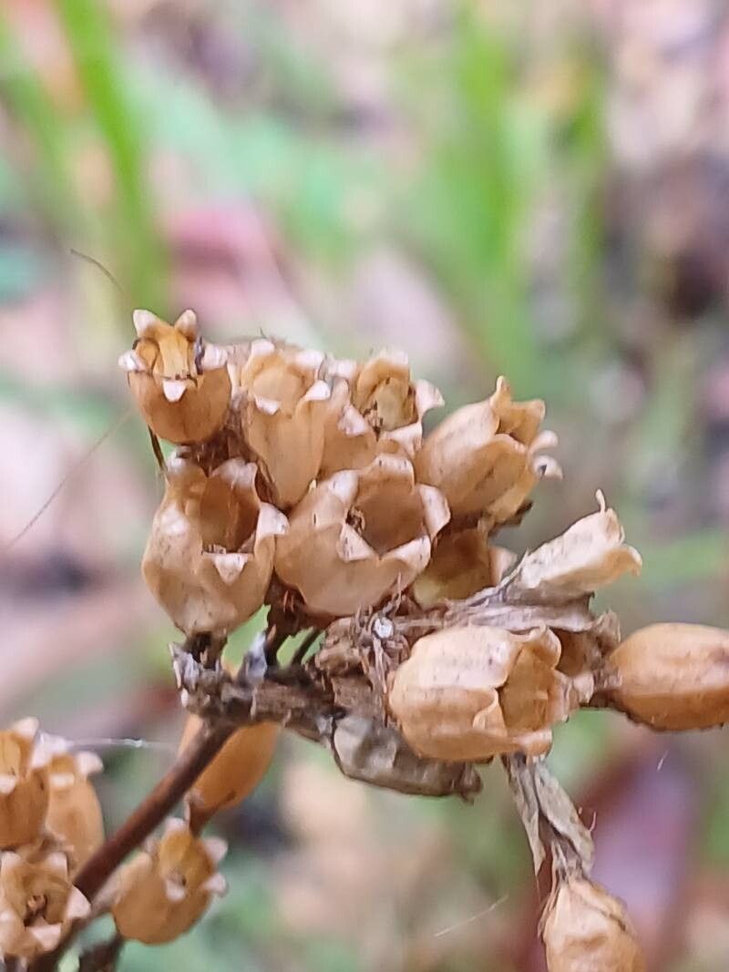 Silene yunnanensis fruit