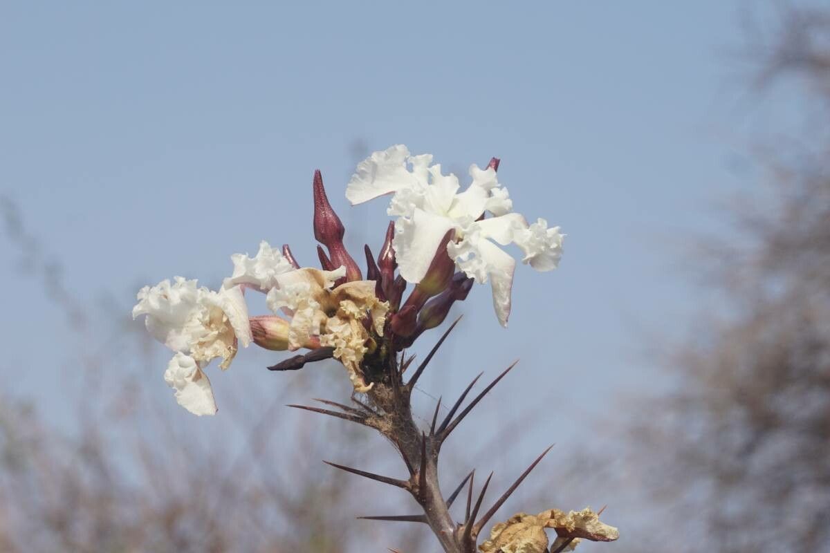 Catophractes alexandri — search result for 'Botswana'
