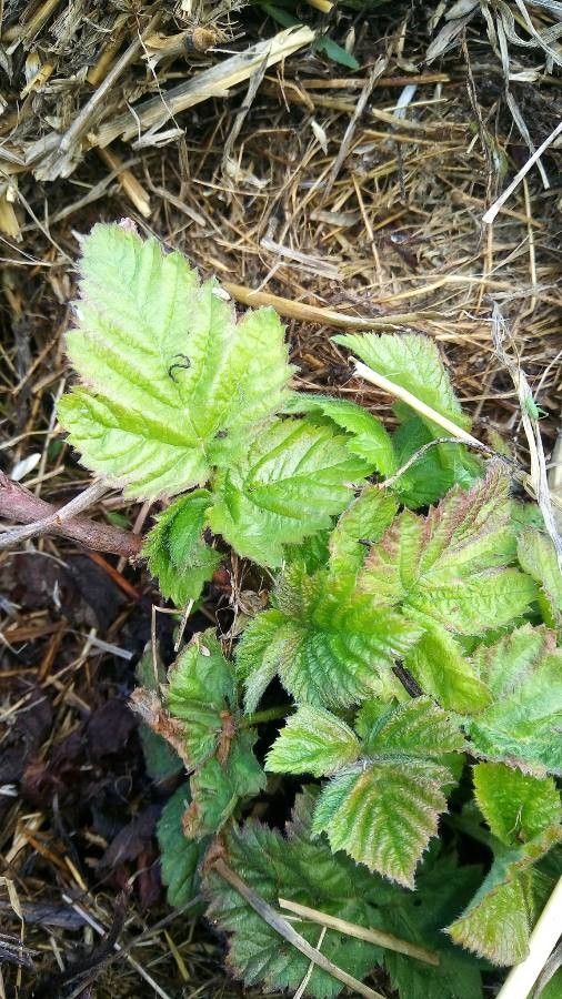 Rubus loganobaccus leaf