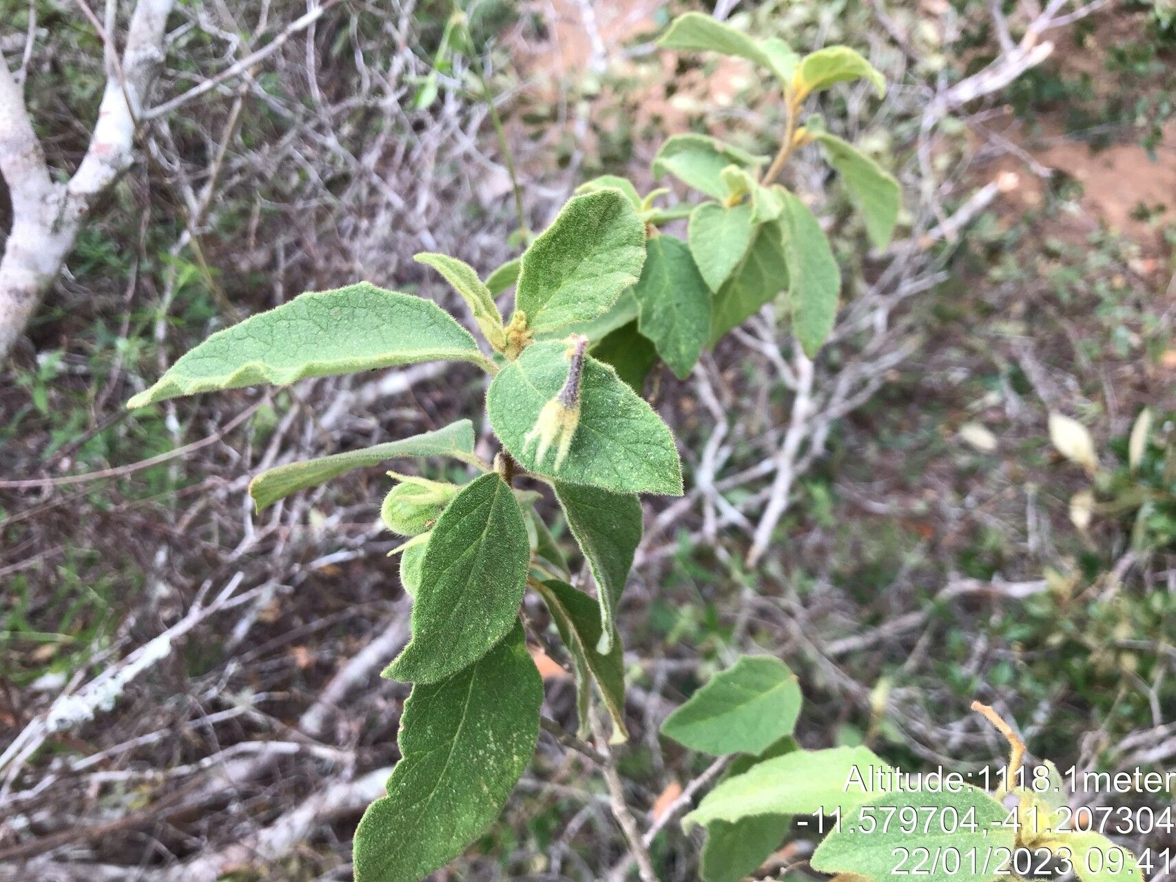 Solanum megalonyx — houseplant care guide