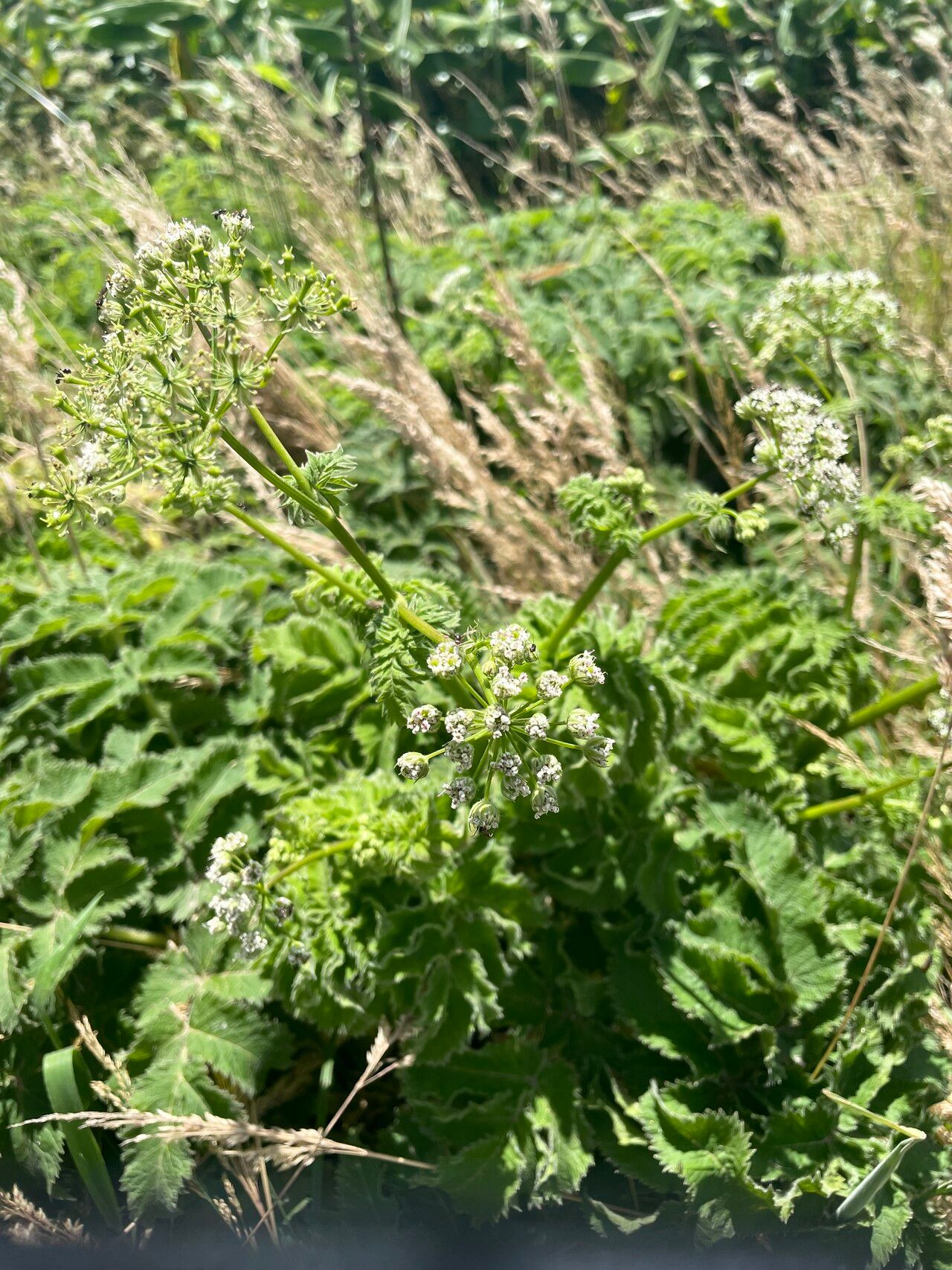Chaerophyllum azoricum habit
