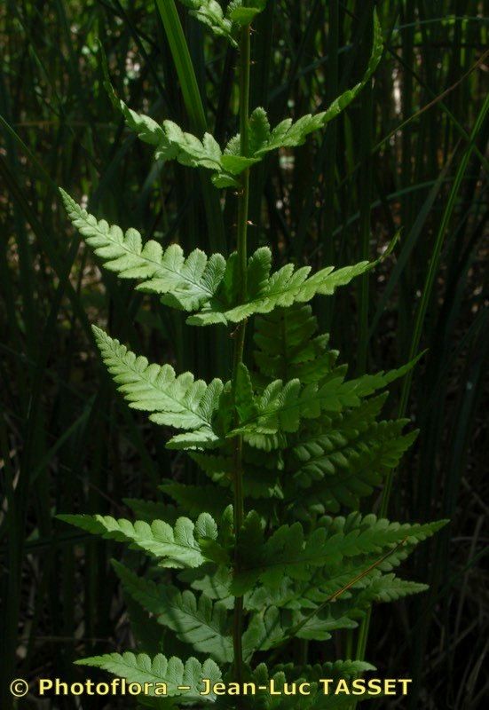 Dryopteris × uliginosa — search result for 'Dryopteris'