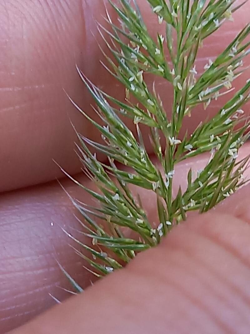 Gastridium ventricosum flower