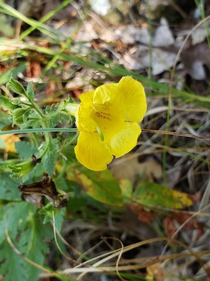 Aureolaria pectinata flower