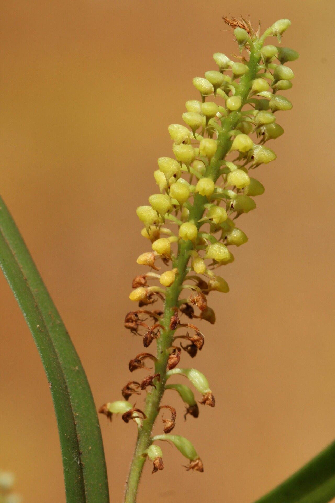 Polystachya stuhlmannii flower