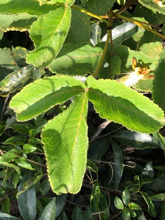 Caryocar brasiliense — houseplant care guide