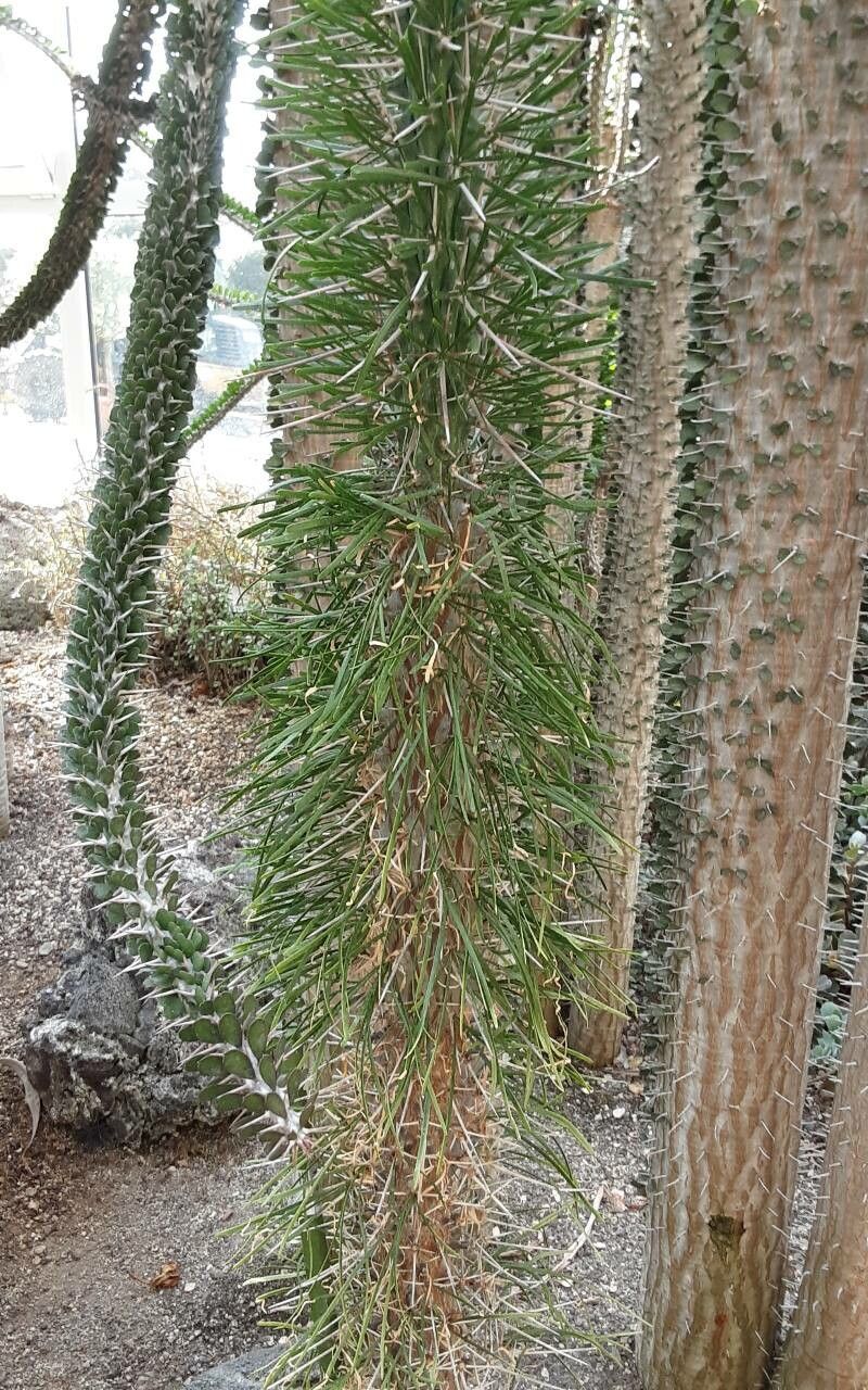 Didierea madagascariensis flower