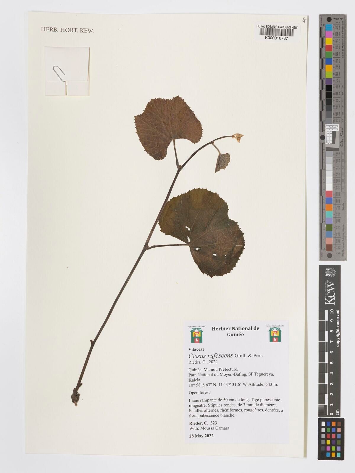 Cissus rufescens — houseplant care guide