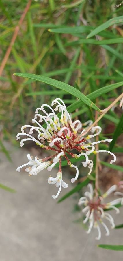 Grevillea linearifolia flower