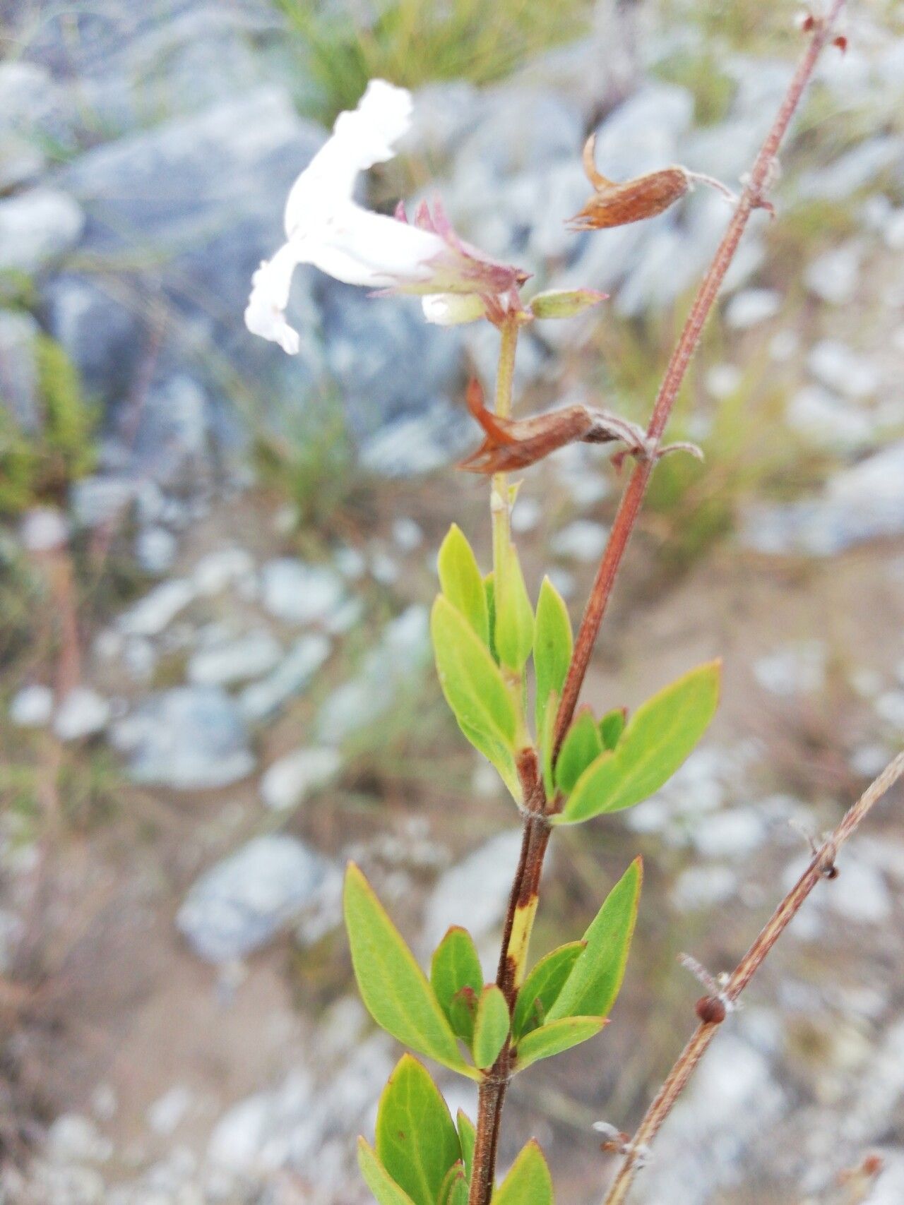 Orthosiphon ellipticus — houseplant care guide