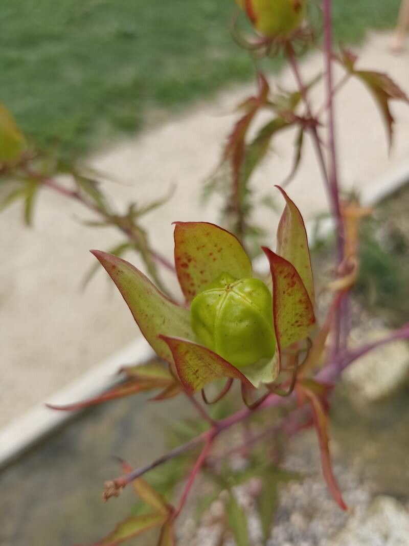 Hibiscus coccineus fruit