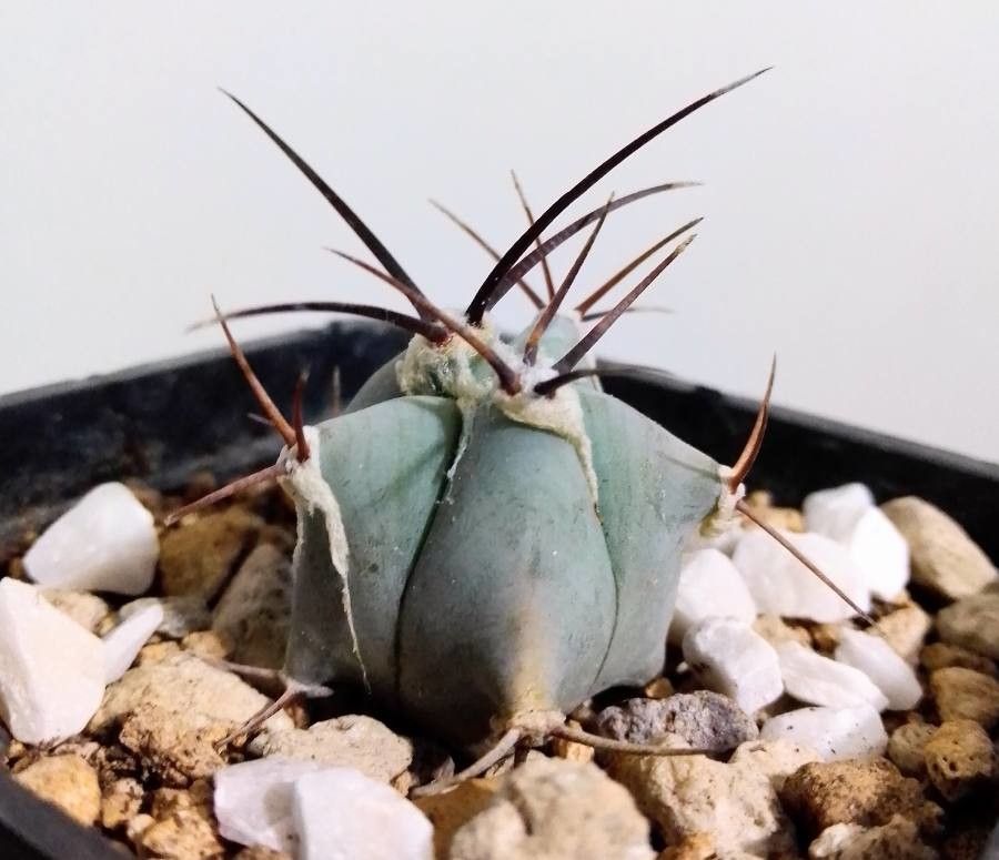 Echinocactus platyacanthus bark