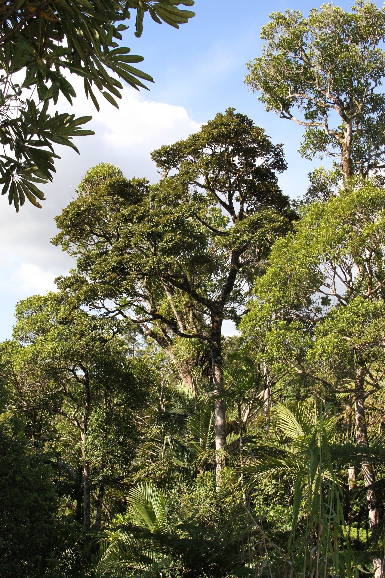 Cryptocarya pluricostata habit