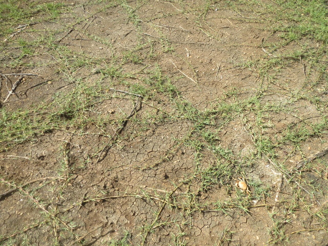 Paspalum vaginatum habit