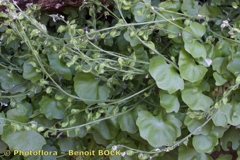 Draba hederifolia other