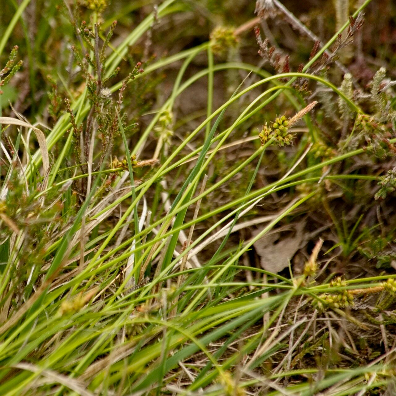 Carex pilulifera leaf