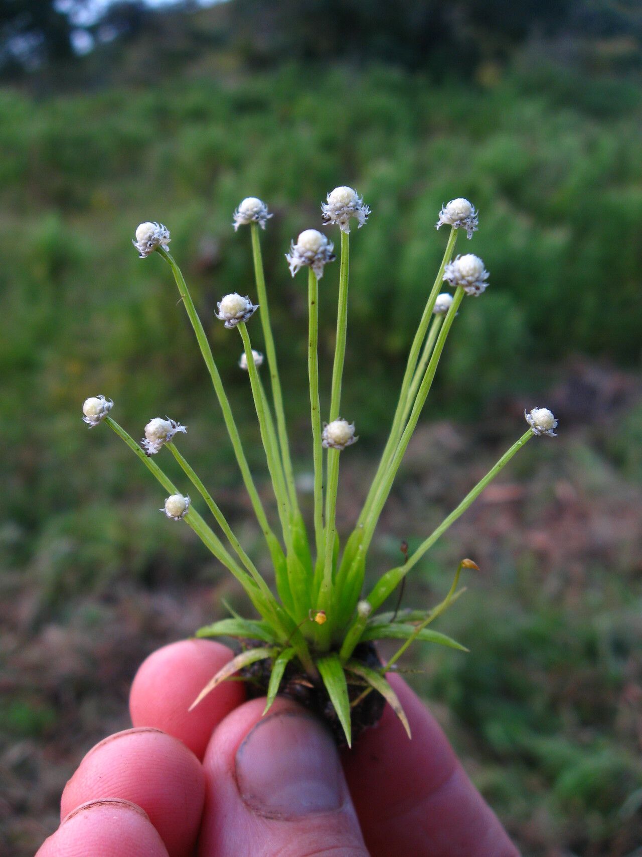 Eriocaulon albocapitatum — related species from the same genus