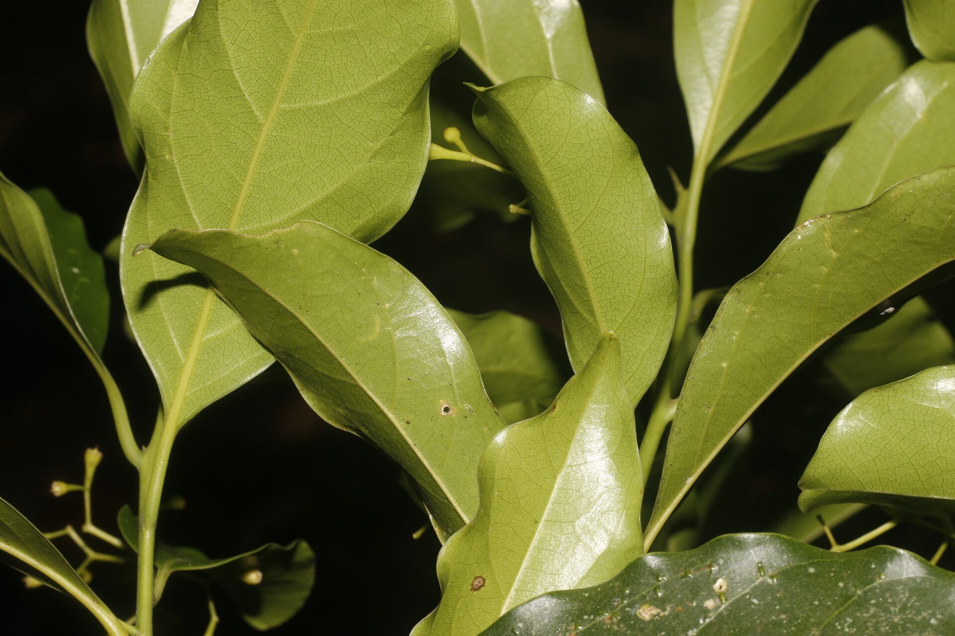 Ocotea viridiflora — search result for 'Lauraceae'