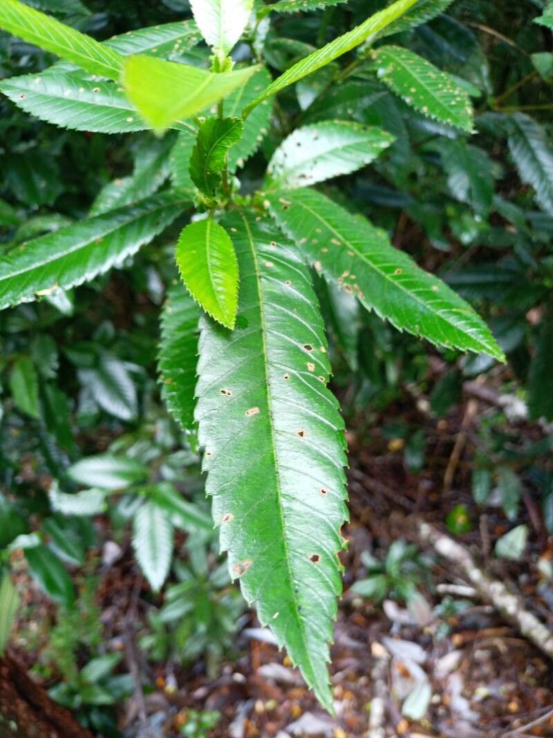 Caldcluvia paniculata leaf