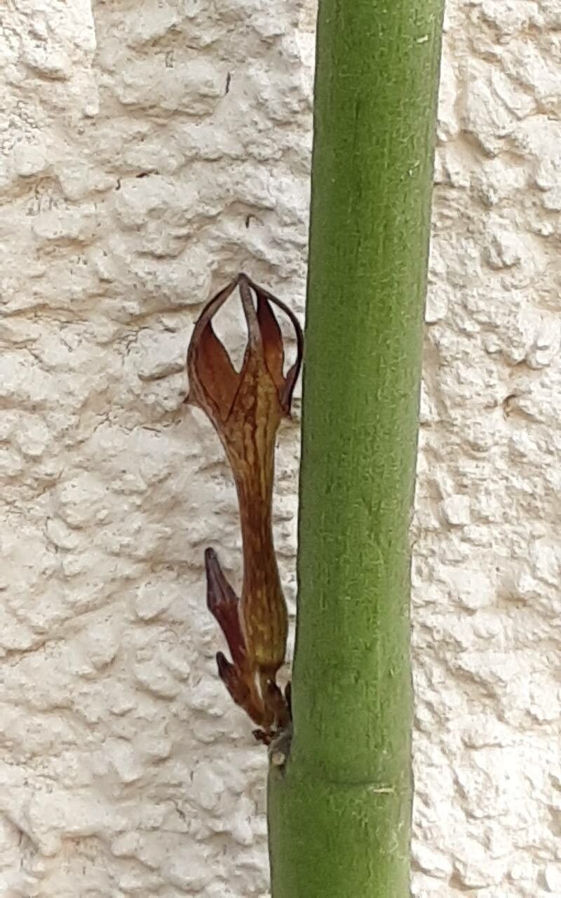 Ceropegia fusca flower
