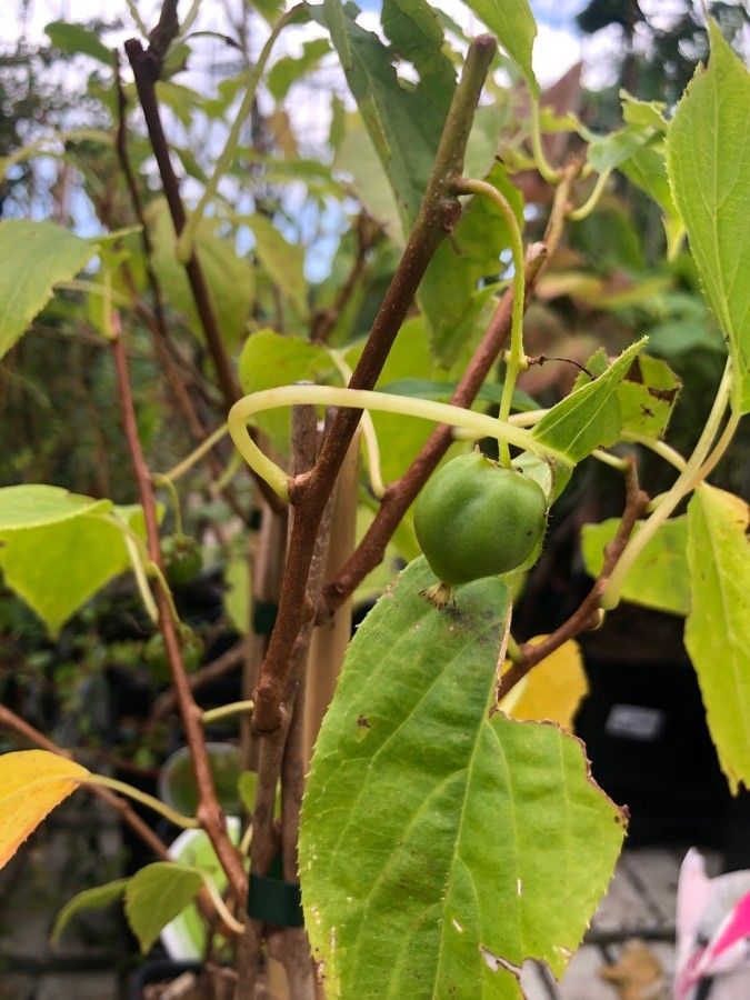 Actinidia arguta