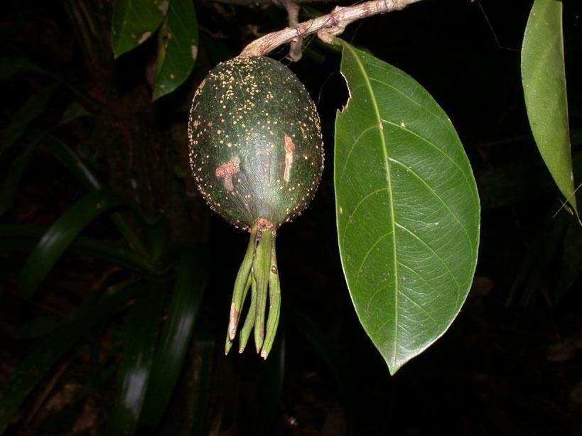 Randia altiscandens fruit