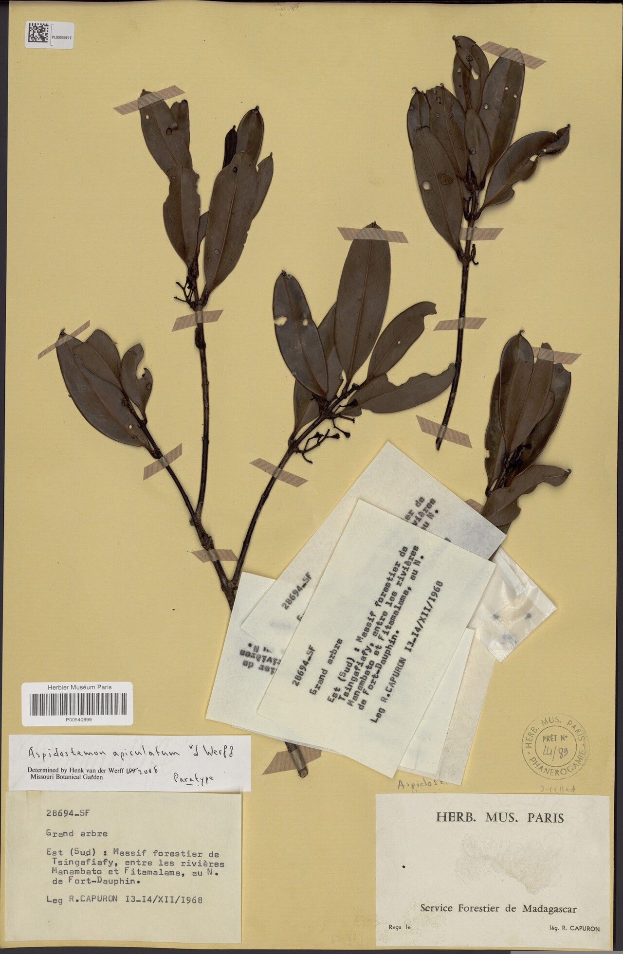 Aspidostemon apiculatus — related species from the same genus