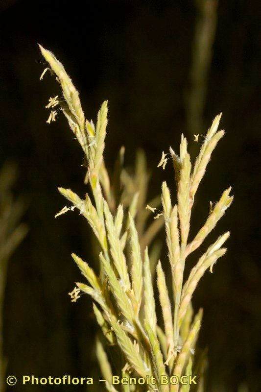Brachypodium atlanticum other
