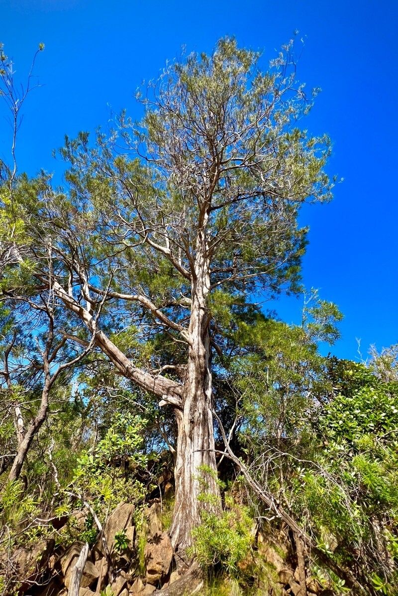 Callitris sulcata habit