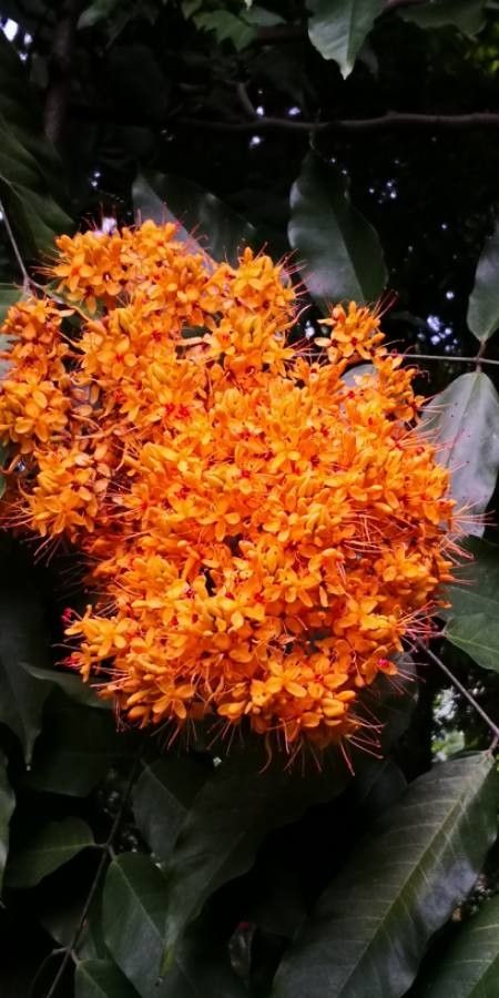Saraca indica flower