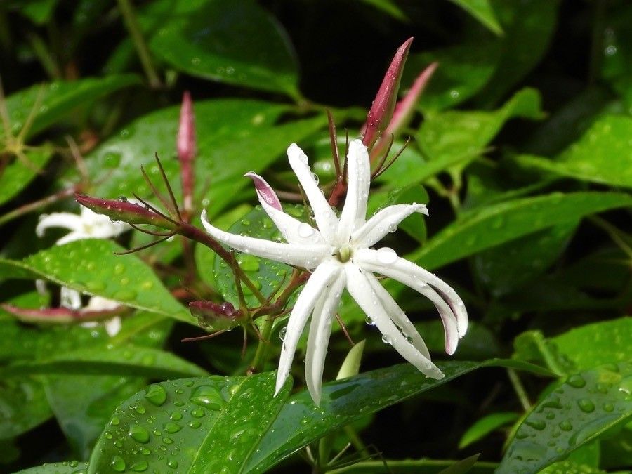 Thiollierea montana — houseplant care guide