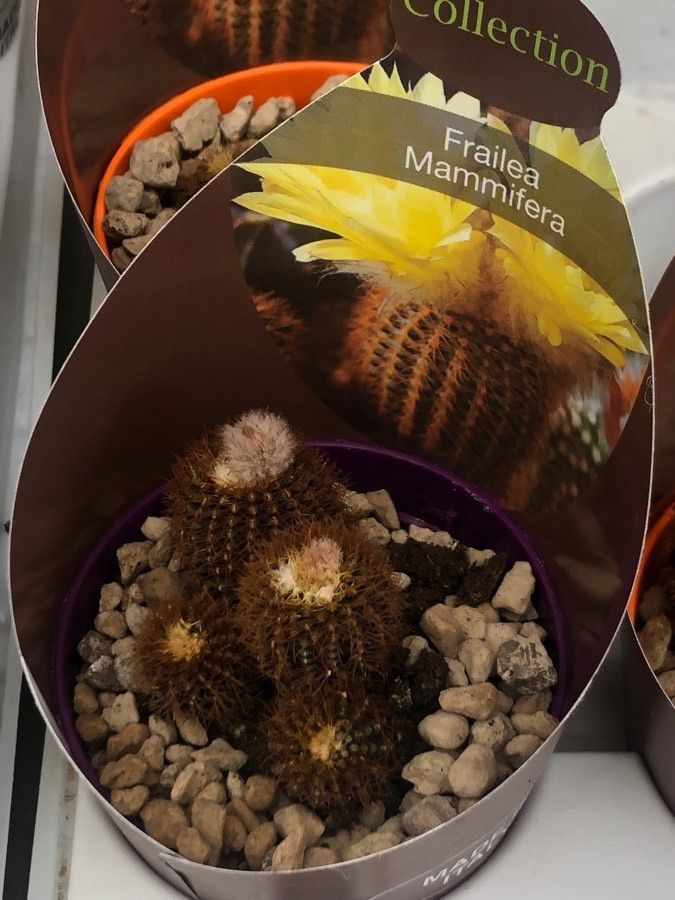 Frailea mammifera leaf