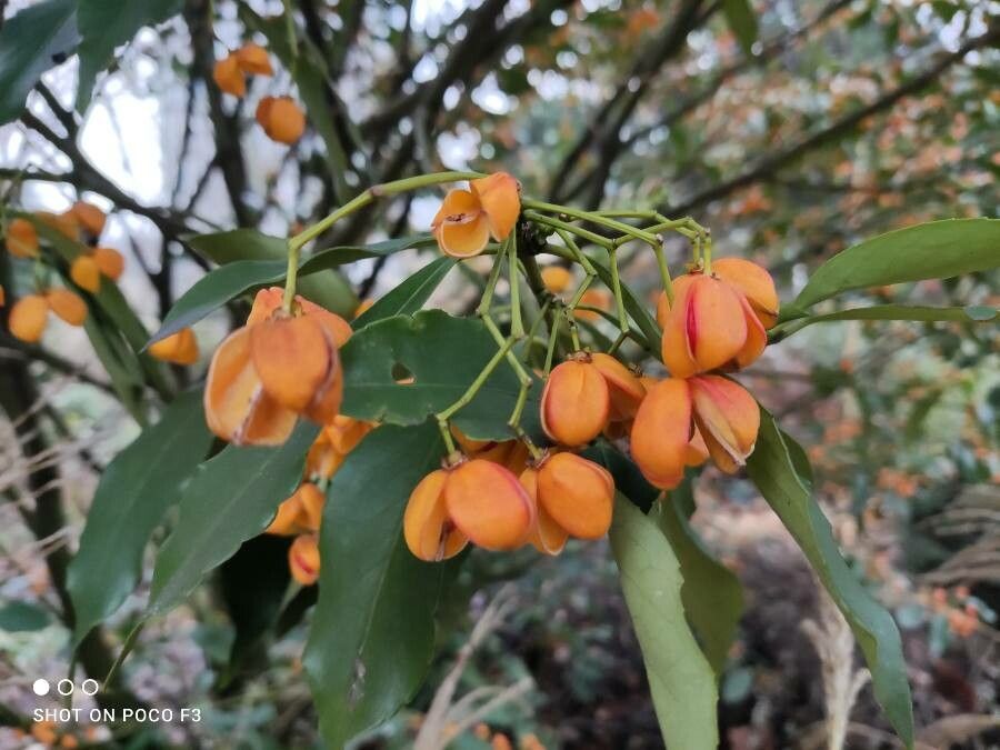 Euonymus myrianthus flower