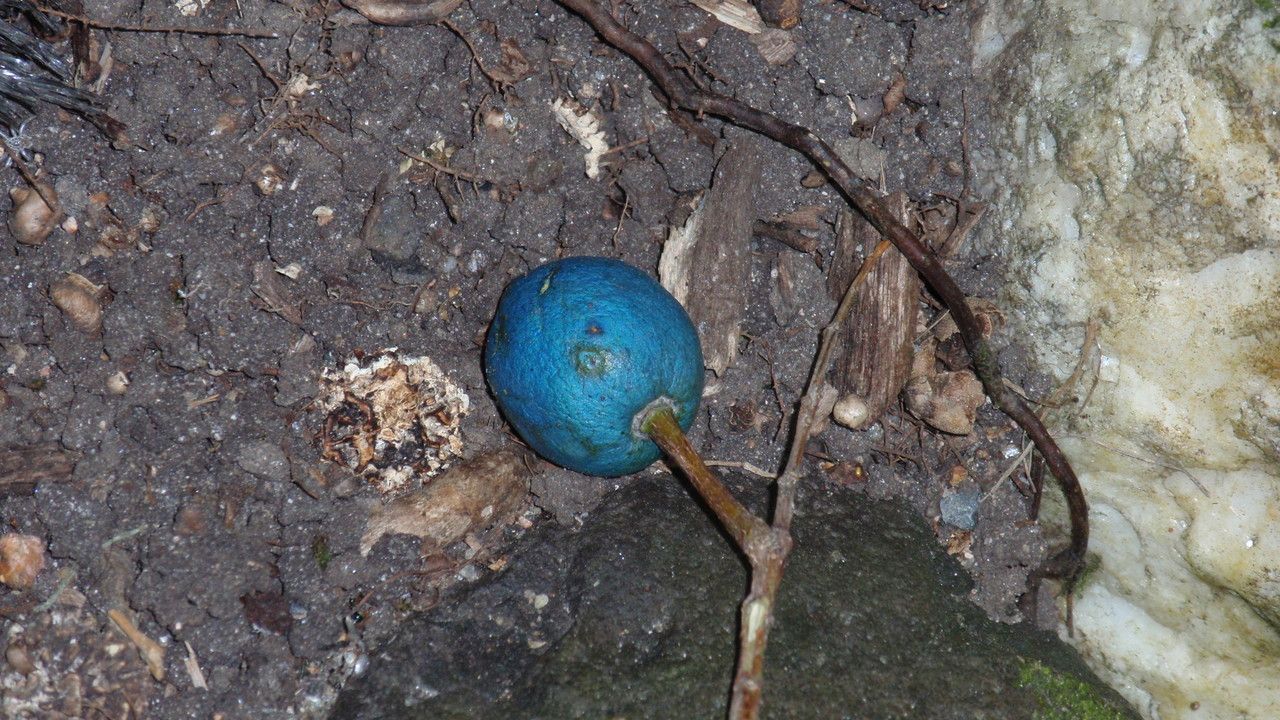 Elaeocarpus angustifolius fruit