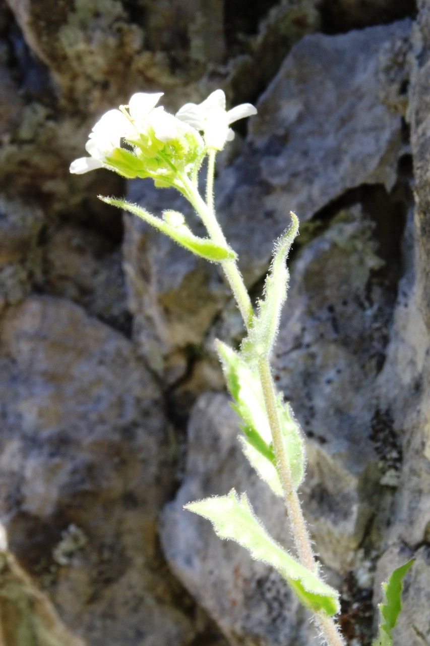 Arabis nova habit