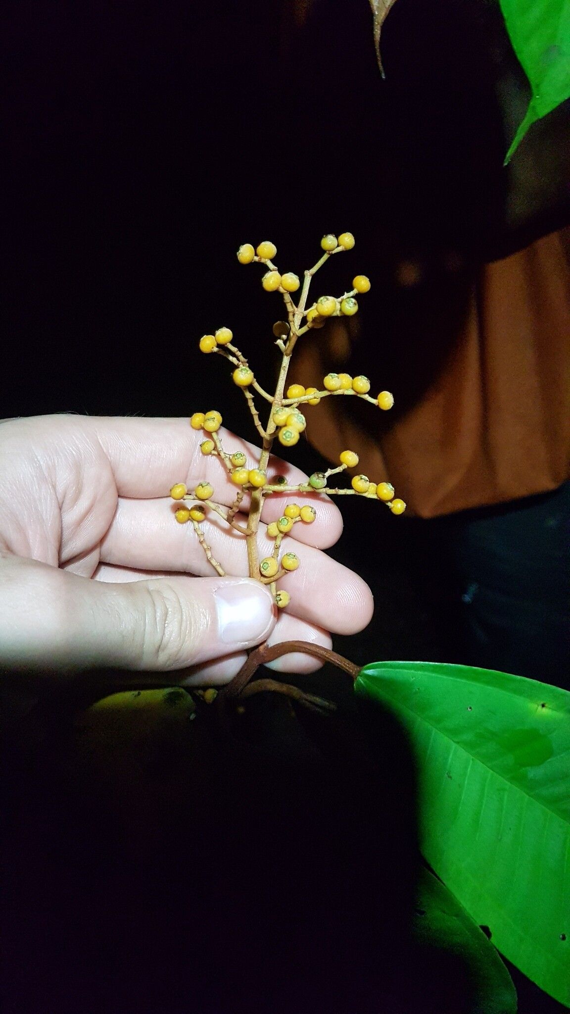 Miconia eriodonta fruit