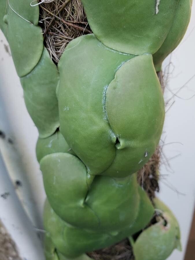 Dischidia platyphylla — search result for 'Dischidia'