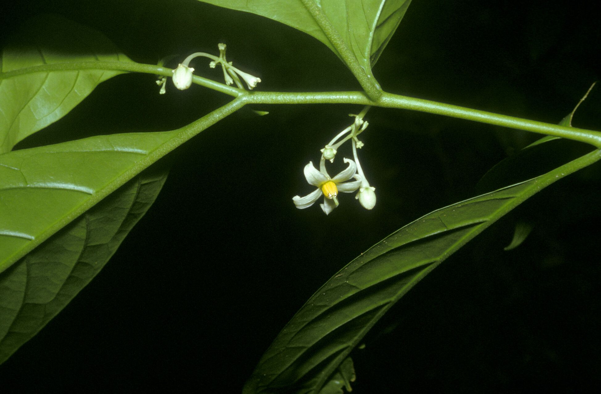 Solanum oppositifolium flower