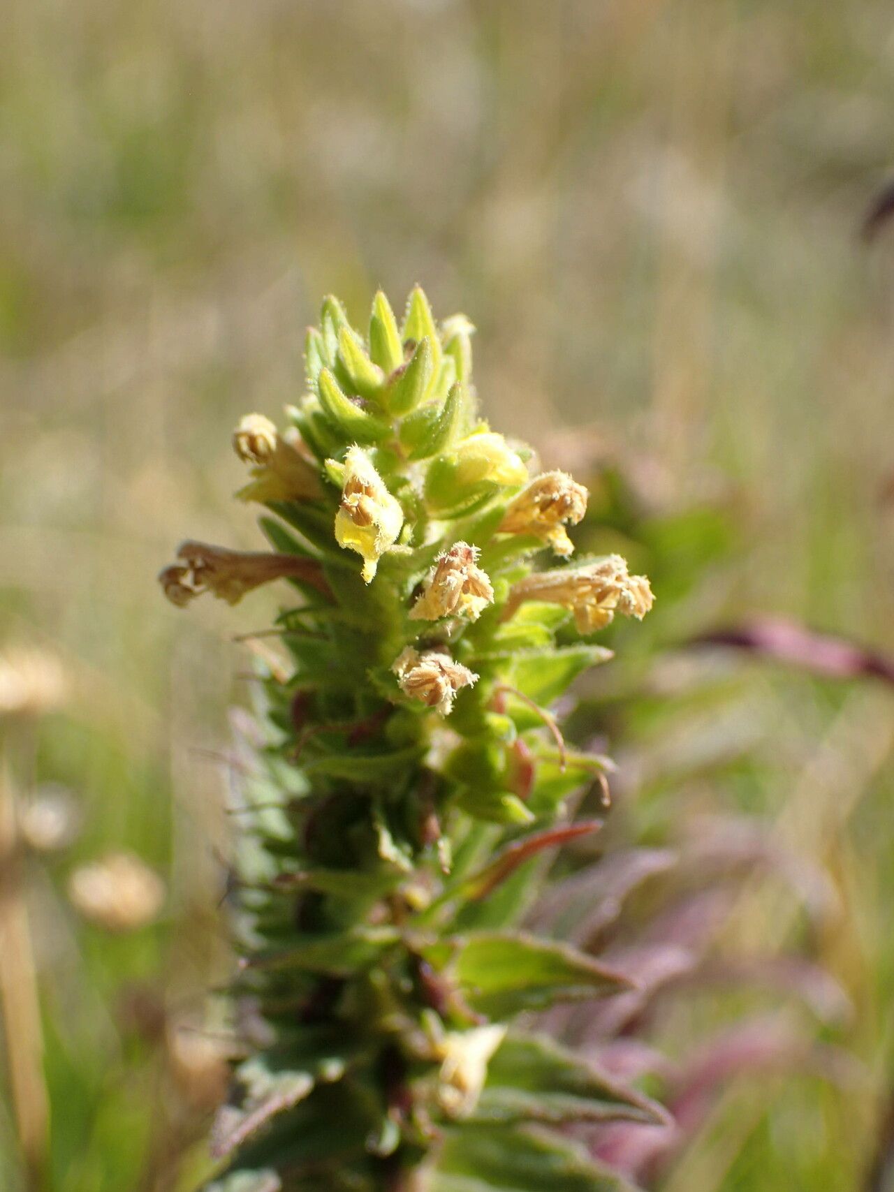 Odontites cebennensis flower
