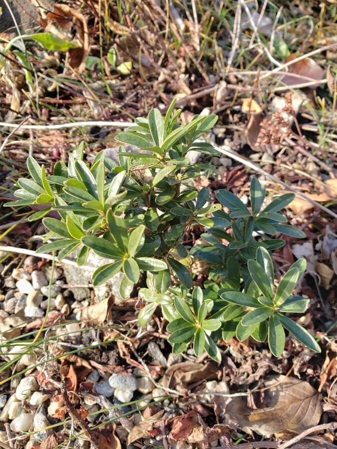 Daphne petraea habit