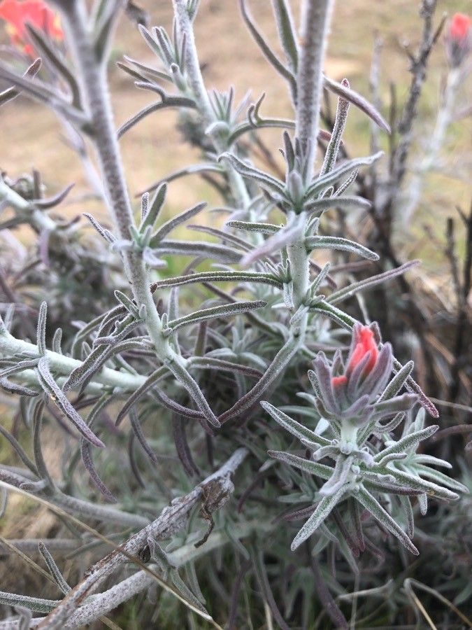 Castilleja coccinea leaf