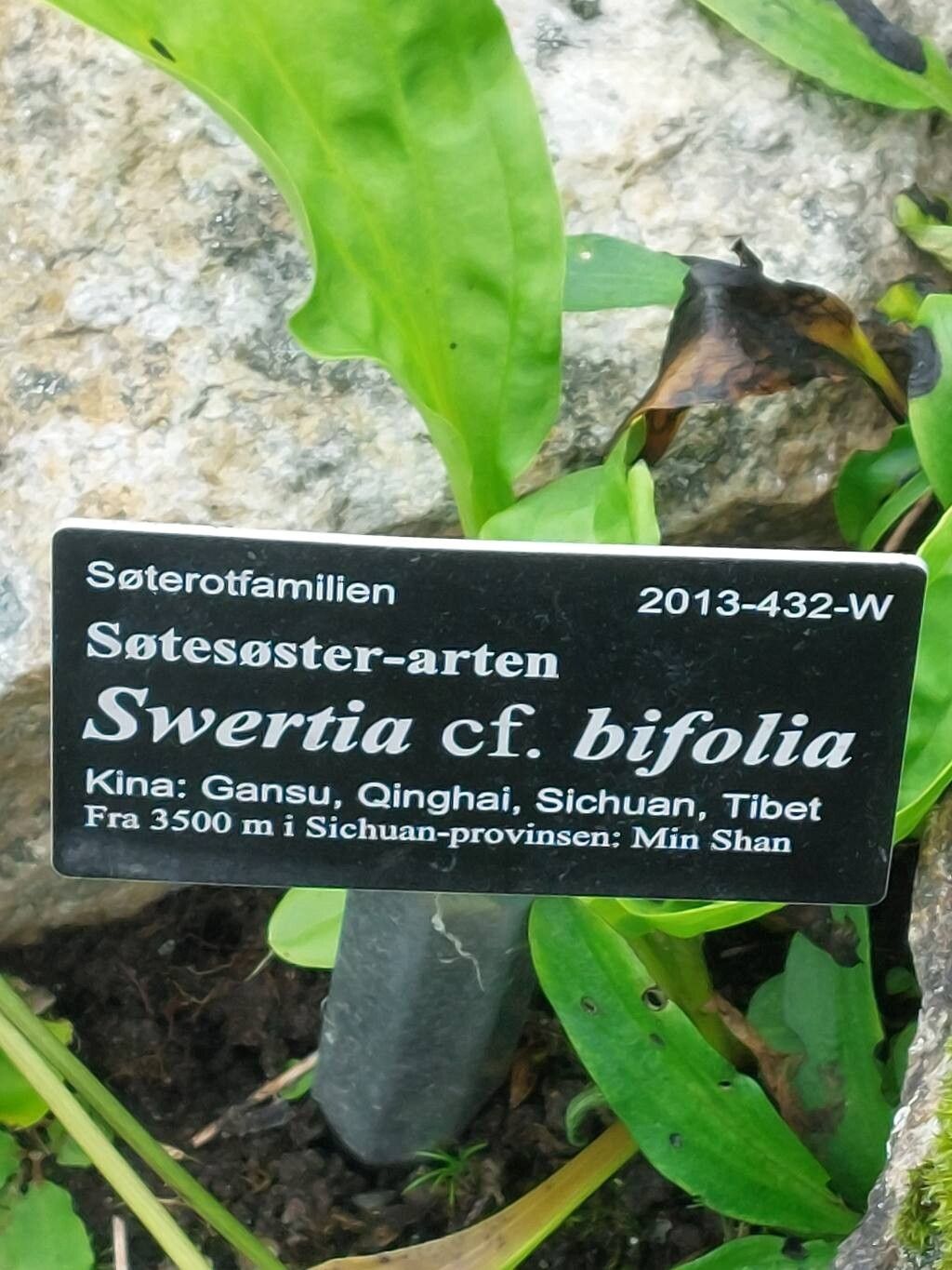 Swertia bifolia other