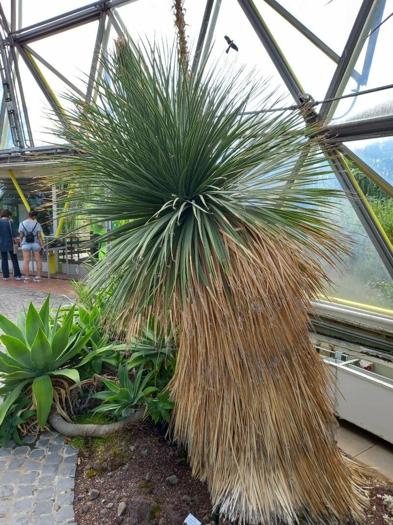 Dasylirion acrotrichum habit