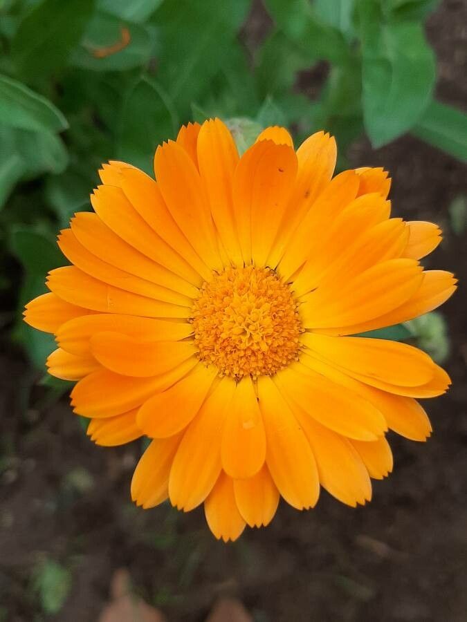 Calendula stellata flower