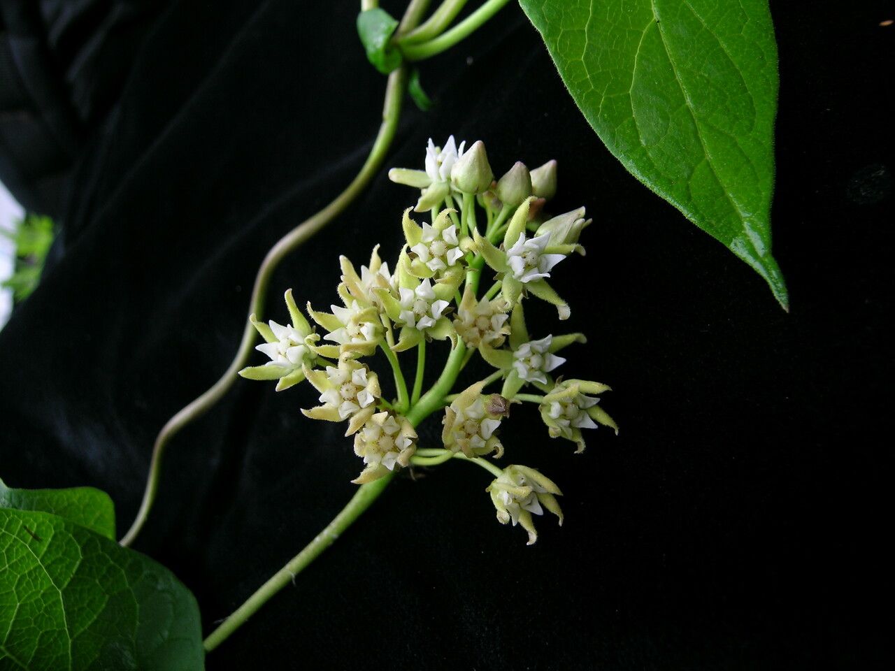 Telosma pallida — related species from the same genus