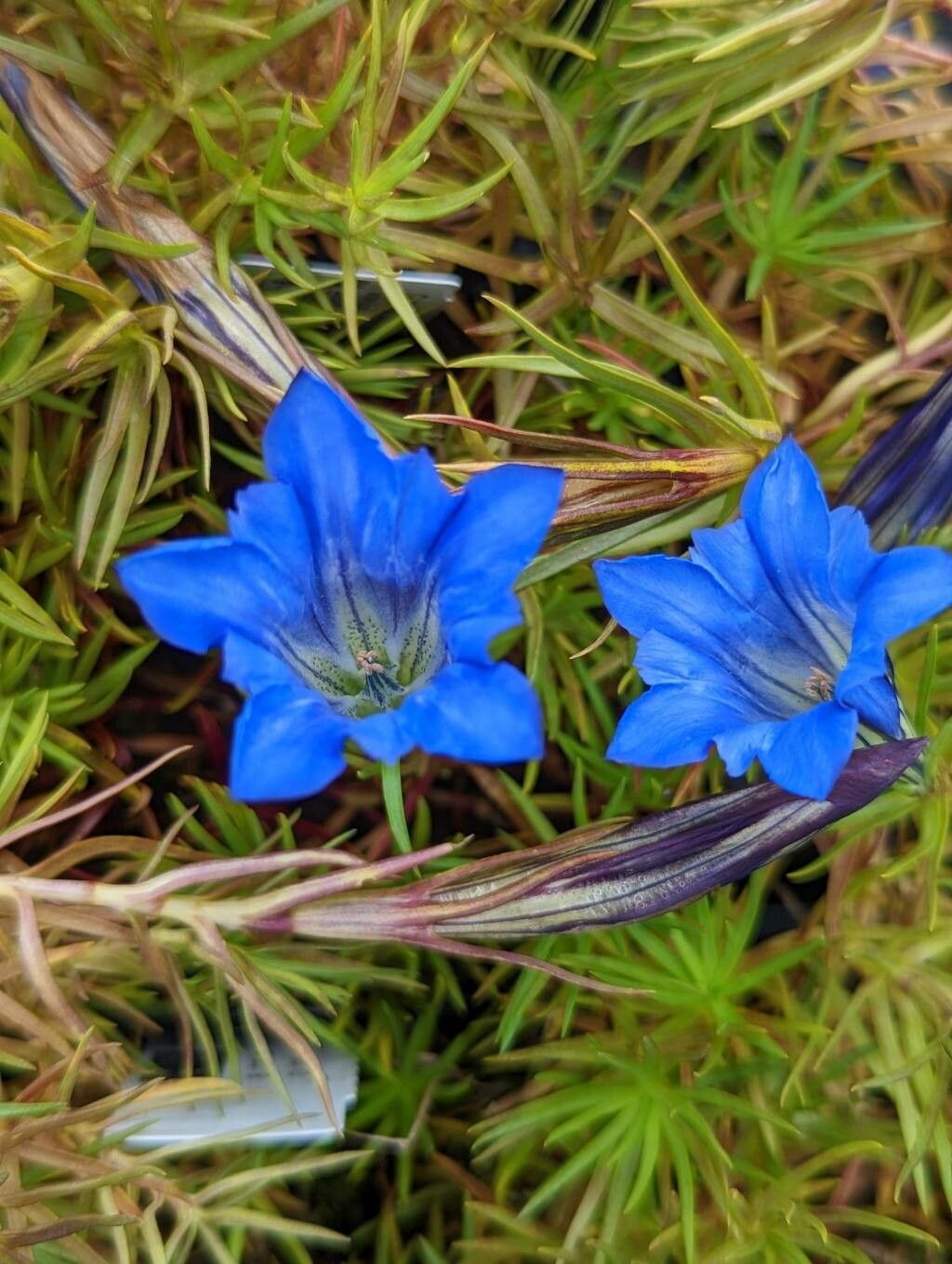 Gentiana sino-ornata flower