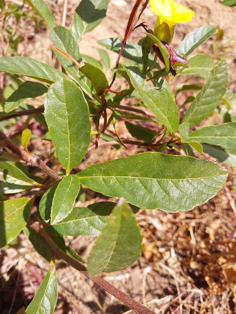 Hibiscus bernieri leaf